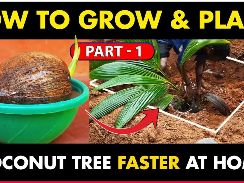 how to grow coconut tree faster