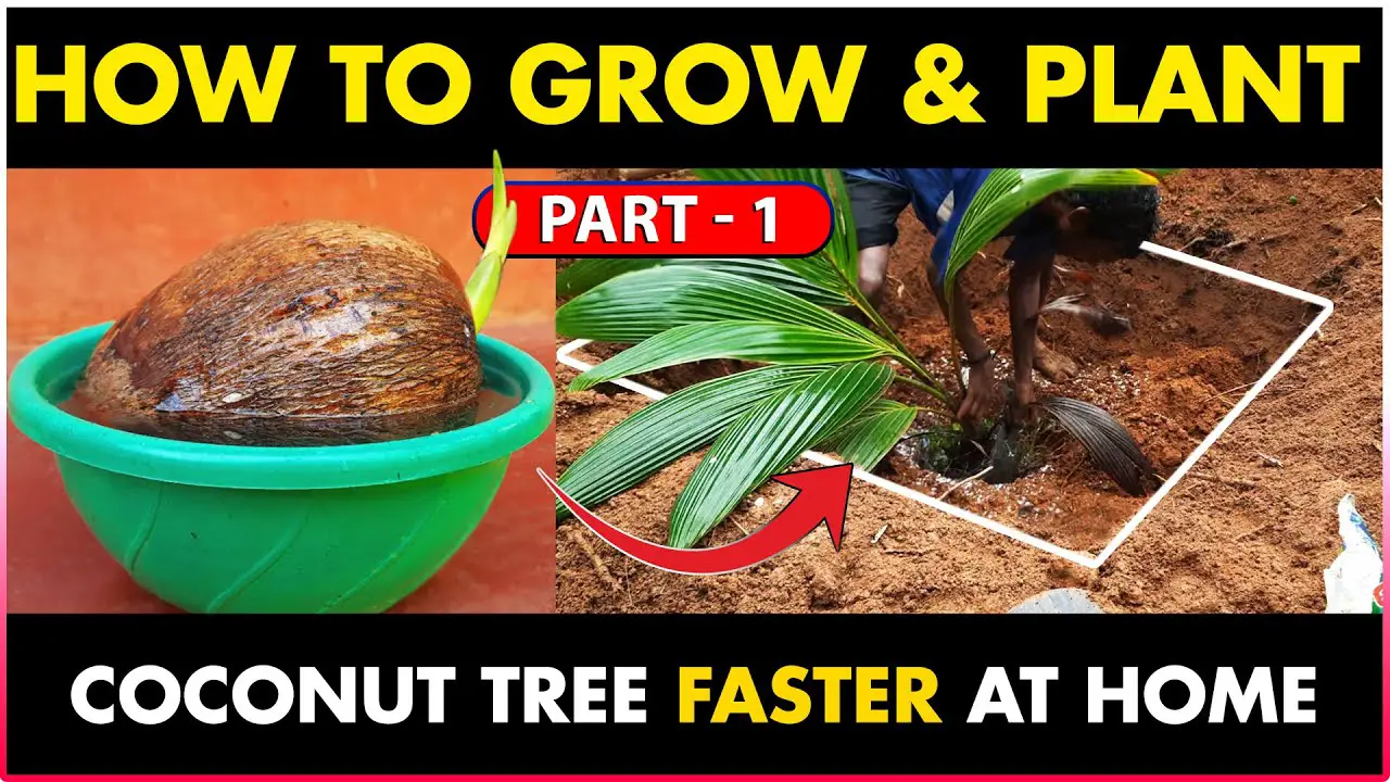 How to Grow and Plant Coconut Tree at Home | How to Get Higher Yield From Coconut Tree