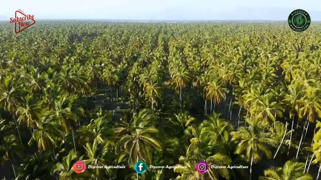 coconut trees varieties