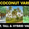 30 Best High Yielding Coconut Tree Varieties