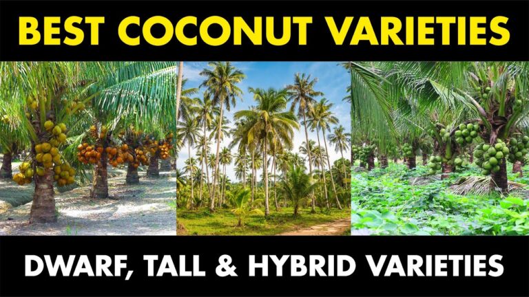 types-of-coconut-trees-ehow