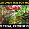 coconut tree yield