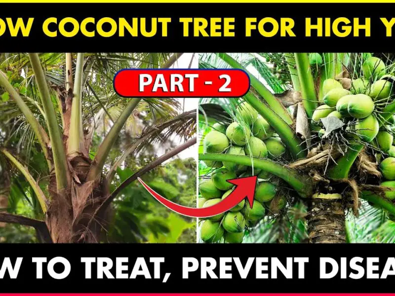 coconut tree yield