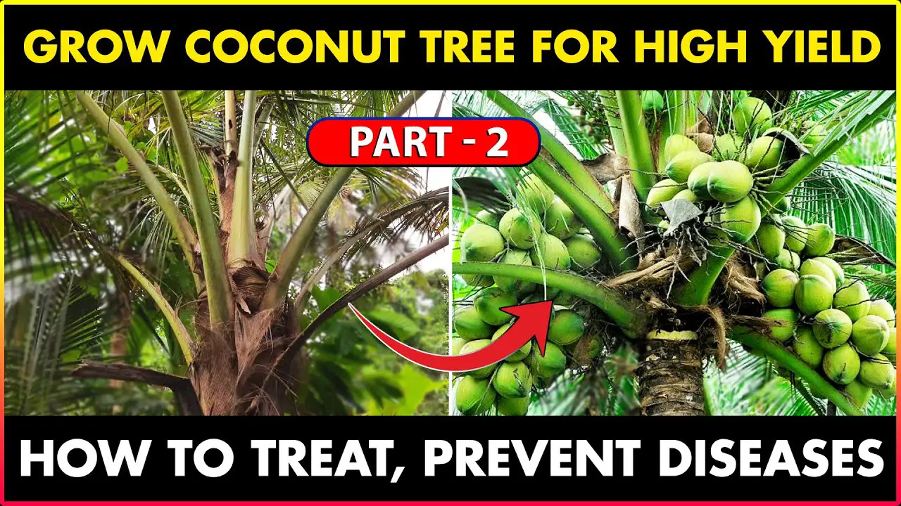 Grow Coconut Tree For More/High Yield | How To Treat, Prevent Diseases In Coconut Tree