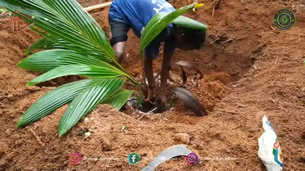 coconut tree/plant saplings