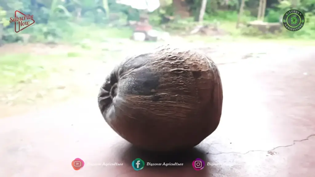 coconut tree seed