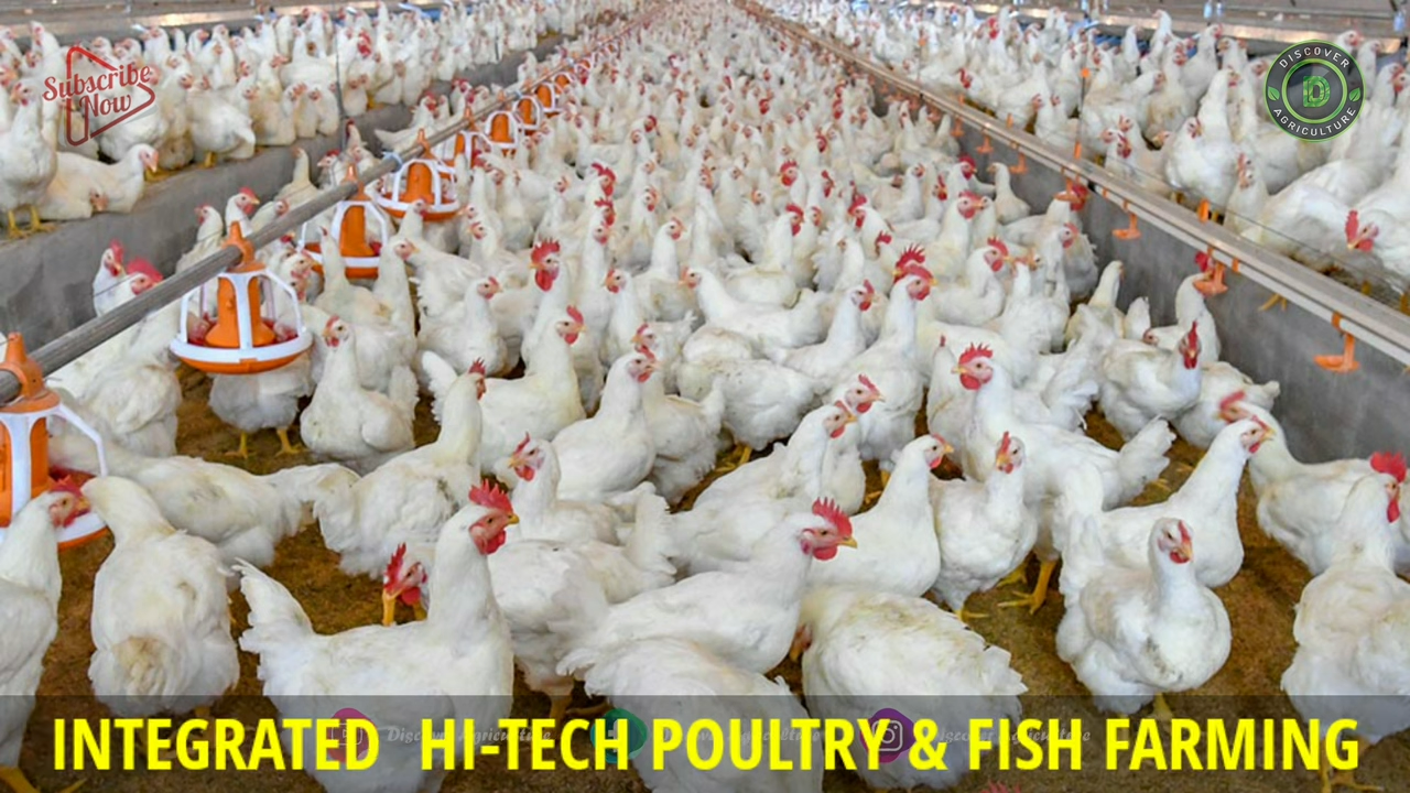 Integrated High tech FISH and POULTRY Farm Business plan