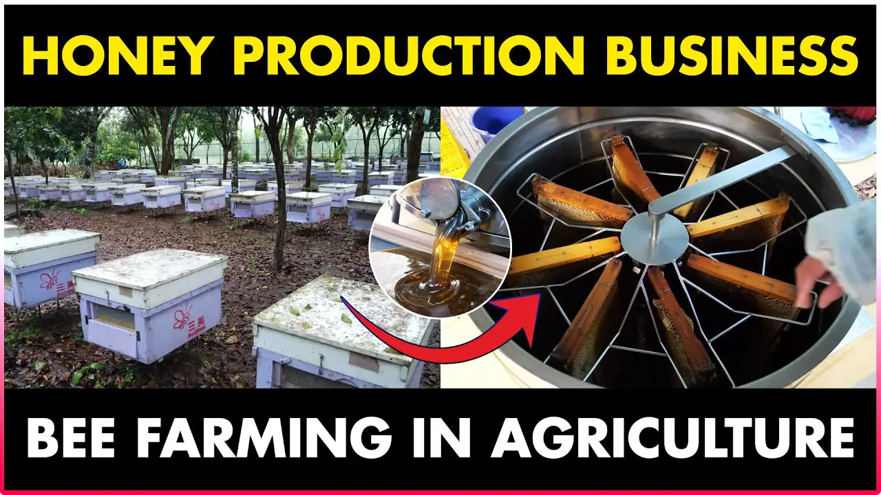Honey Production Business | Honey Bee Keeping/Farming in Agriculture