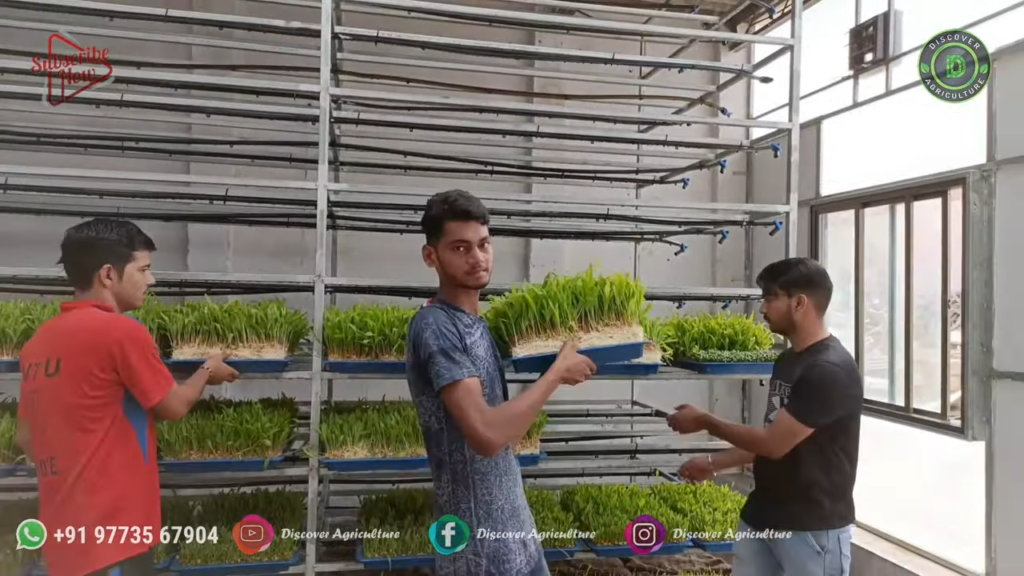 HYDROPONIC Fodder FARMING Business