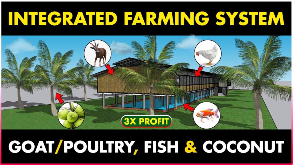 Integrated-Goat-Fish-Poultry-Fish-and-Coconut-Farming