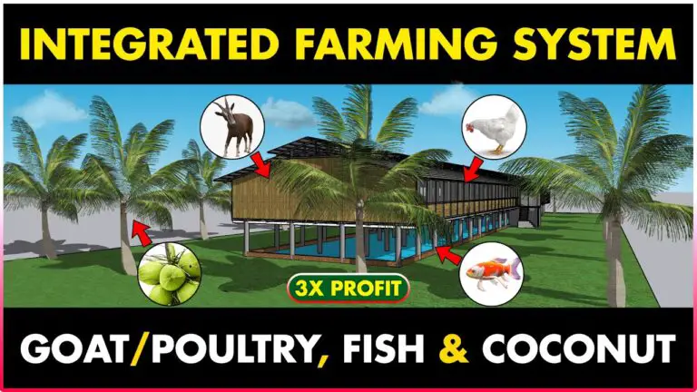 Integrated Goat-Fish/Poultry-Fish and Coconut Farming