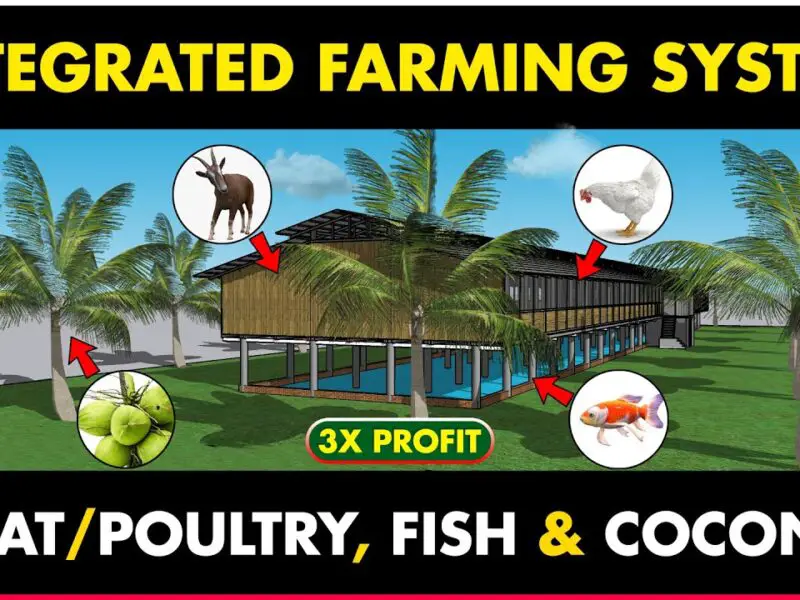 Integrated-Goat-Fish-Poultry-Fish-and-Coconut-Farming