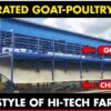 Integrated Goat and Chicken Farming | Poultry Farming and Goat Farming Together