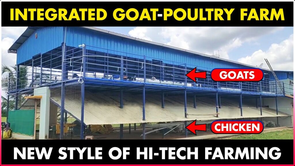 Integrated Goat and Chicken Farming | Poultry Farming and Goat Farming Together