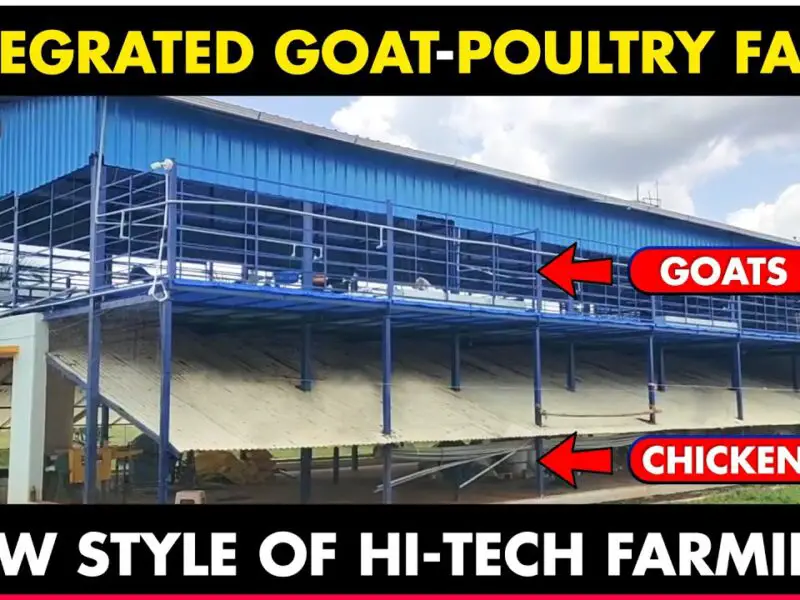 Integrated Goat and Chicken Farming | Poultry Farming and Goat Farming Together