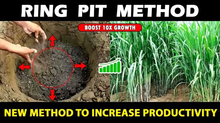 Ring Pit Method in Super Napier Grass
