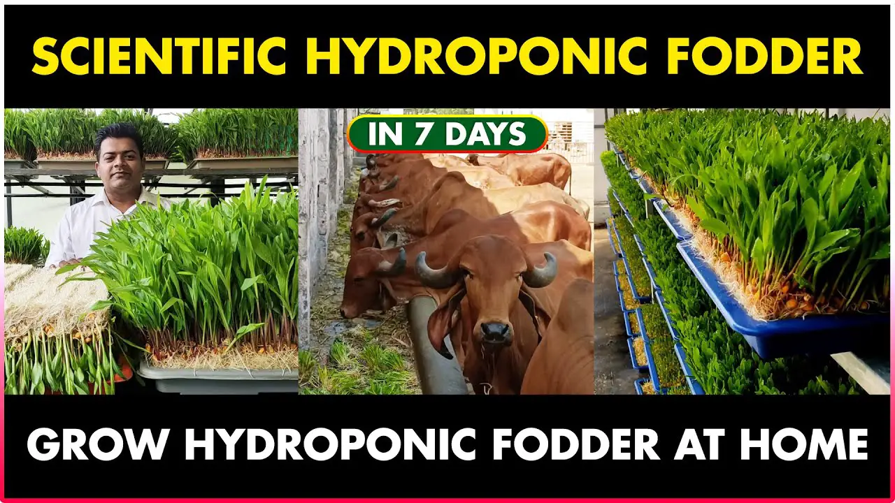Scientific Hydroponic Green Fodder Farming at Home in 7 Days