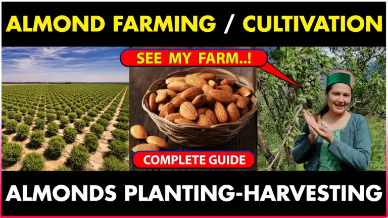Almond/Badam Farming | ALMOND Cultivation | How To Grow ALMONDS