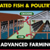 integrated farming fish and poultry farm