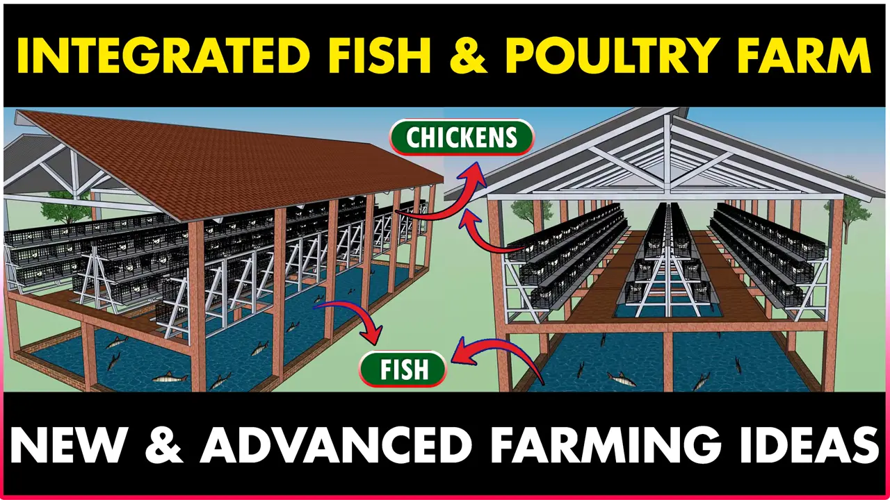 Integrated Fish And Layer Chicken Farming | Integrated Poultry and Fish Farming