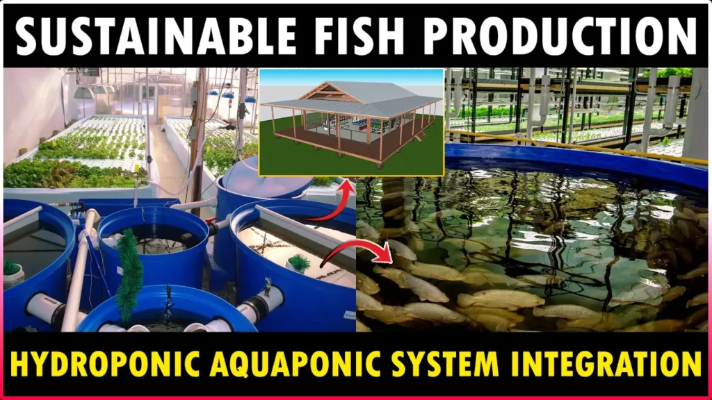 Aquaponic Hydroponic Integration System