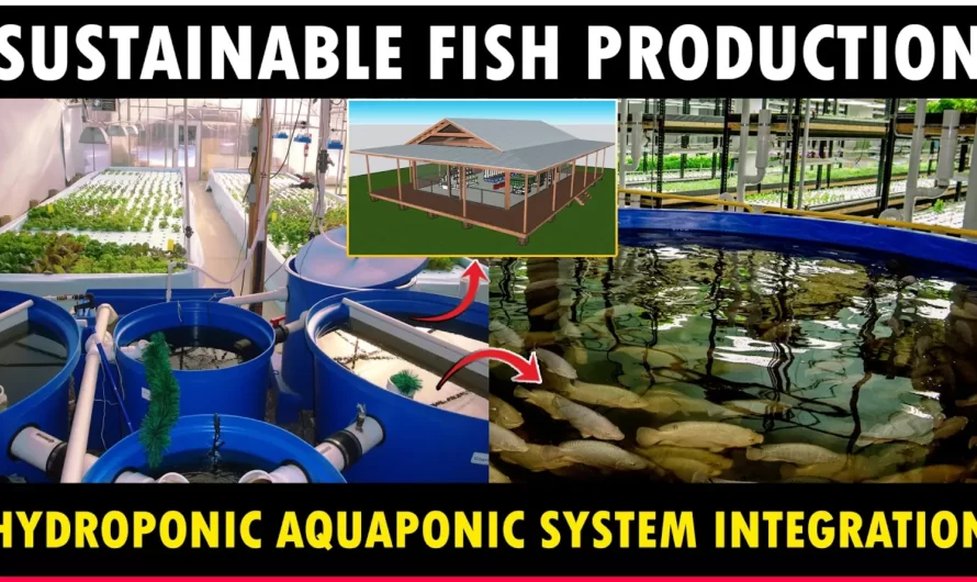Aquaponic Hydroponic Integration System