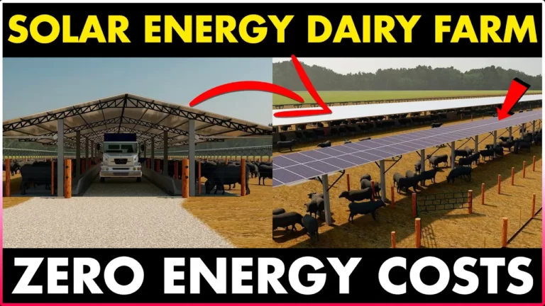 How this DAIRY FARM Is Taking Advantage of SOLAR POWER In An Unexpected Way!