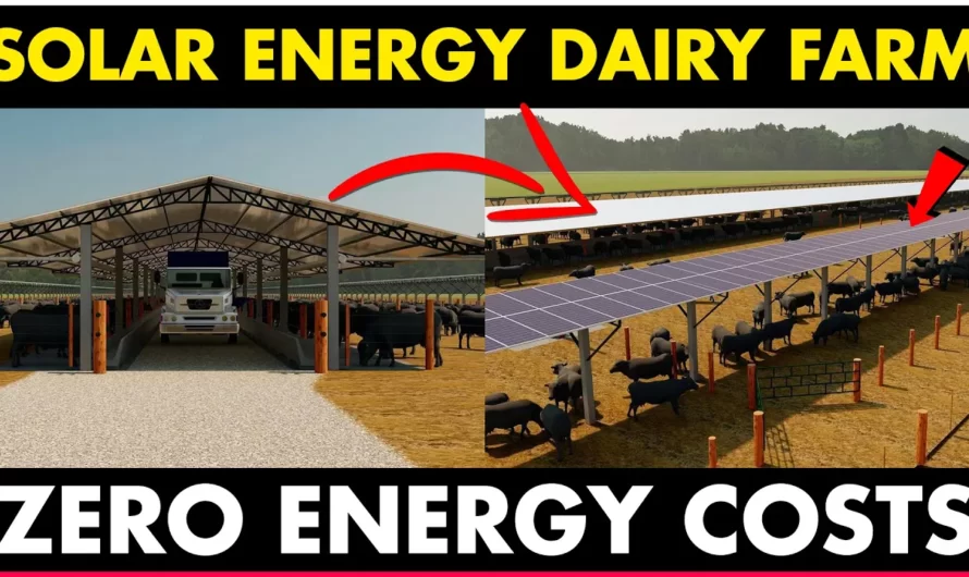 How this DAIRY FARM Is Taking Advantage of SOLAR POWER In An Unexpected Way!