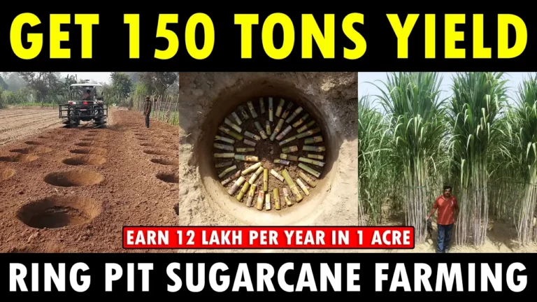 RING PIT METHOD SUGARCANE CULTIVATION | Sugarcane Farming Guide