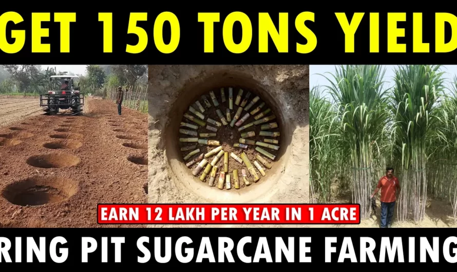 RING PIT METHOD SUGARCANE CULTIVATION | Sugarcane Farming Guide