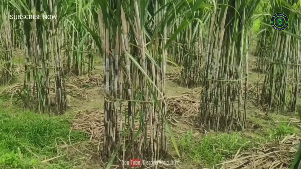 sugarcane farm ring pit method