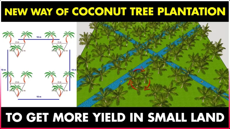 Triangle Coconut Planting | New way of Coconut Tree Farming to Get More Yield in Small Land