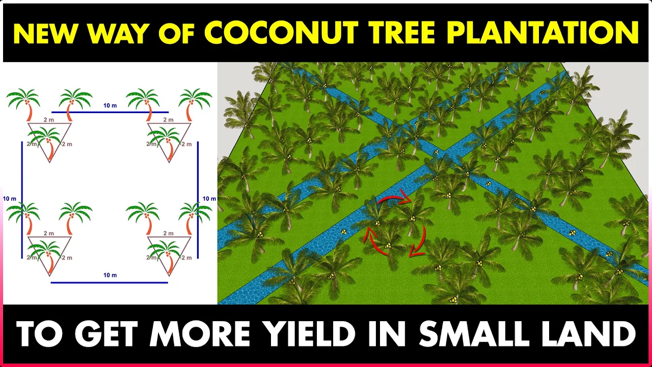 Triangle Coconut Tree Farm