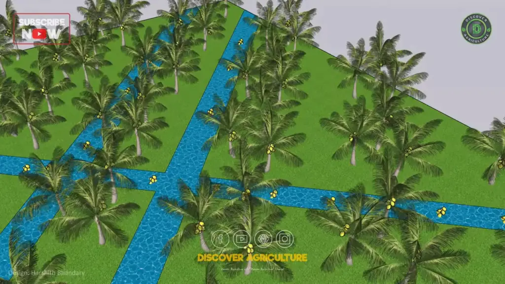 Triangle-Coconut-Tree-Farming