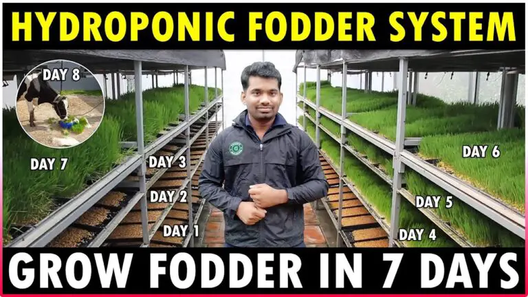 Hydroponic Fodder System | Grow Hydroponic Fodder at Home