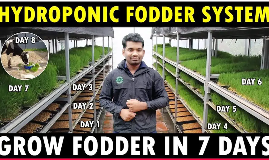 Hydroponic Fodder System | Grow Hydroponic Fodder at Home