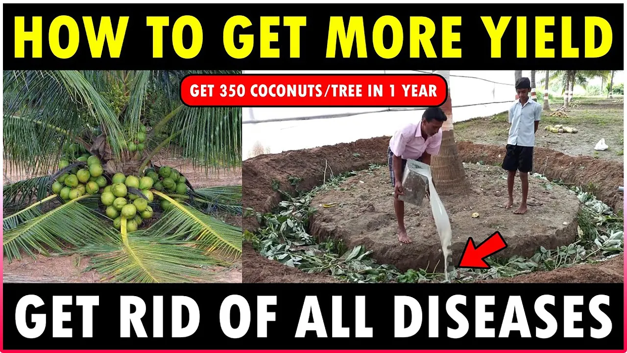Effective Methods to Eliminate Coconut Tree Diseases and Boost Yield