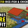 Integrated Rice - Fish and Chicken Farming