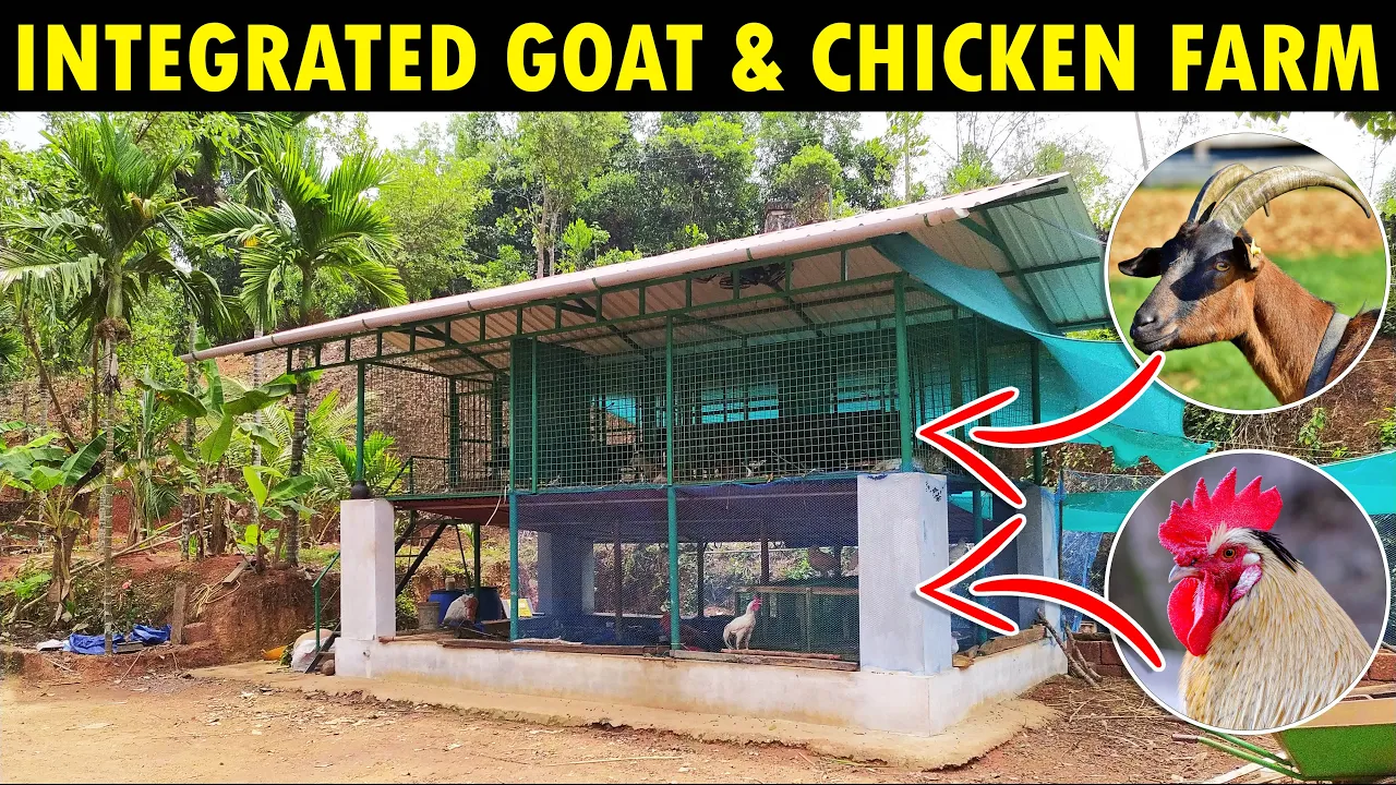 goat and chicken farm thumbnail