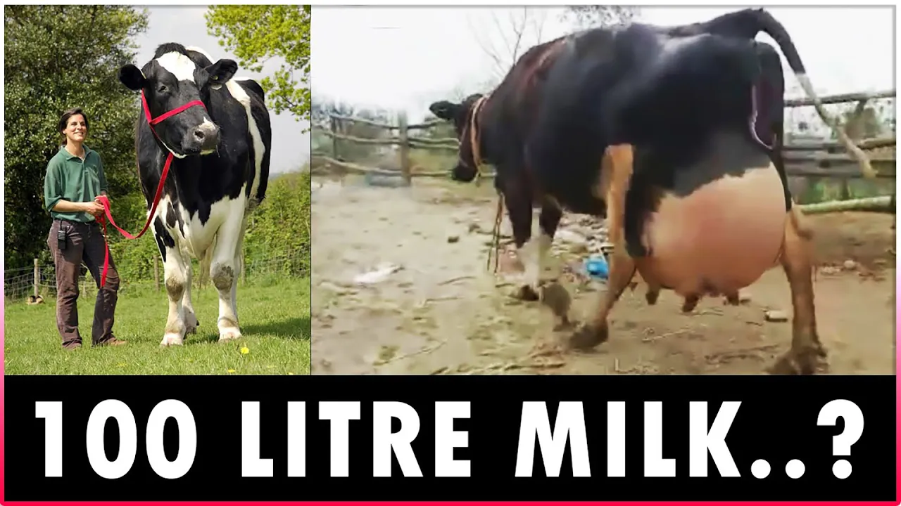 Highest Milk Producing Cow