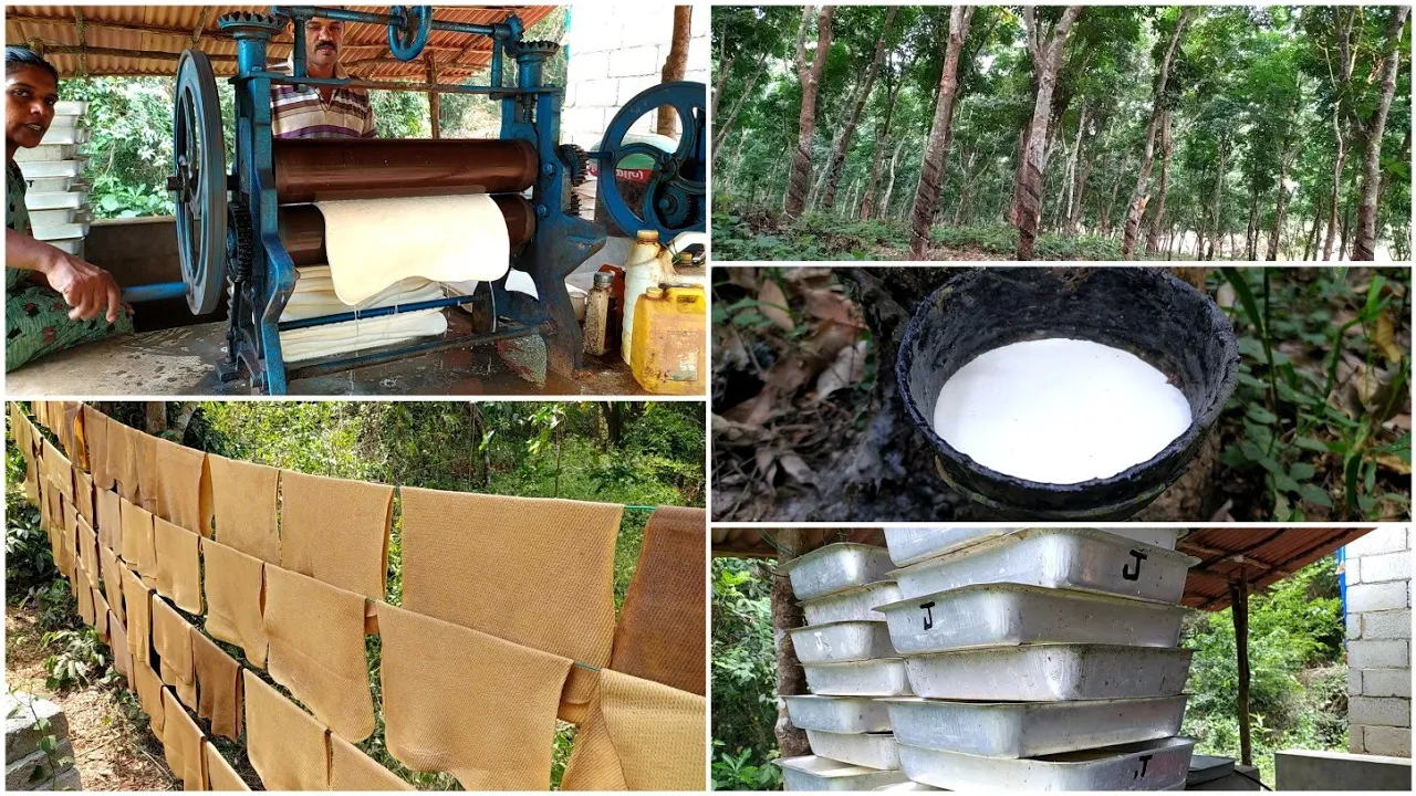 Rubber Harvesting and Processing