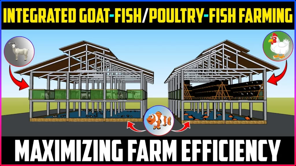 Integrated Goat-Fish and Chicken-Fish Farming