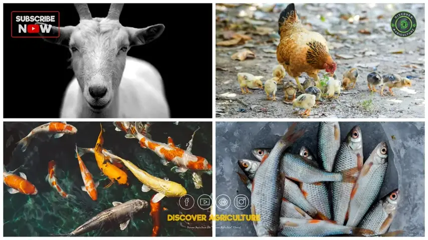 integrated goat-fish farming and integrated chicken-fish farming