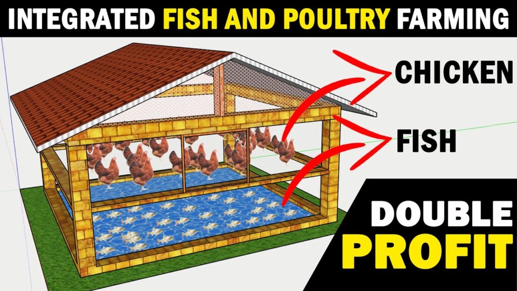 Fish and Poultry Farm