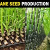 Sugarcane Seed Production