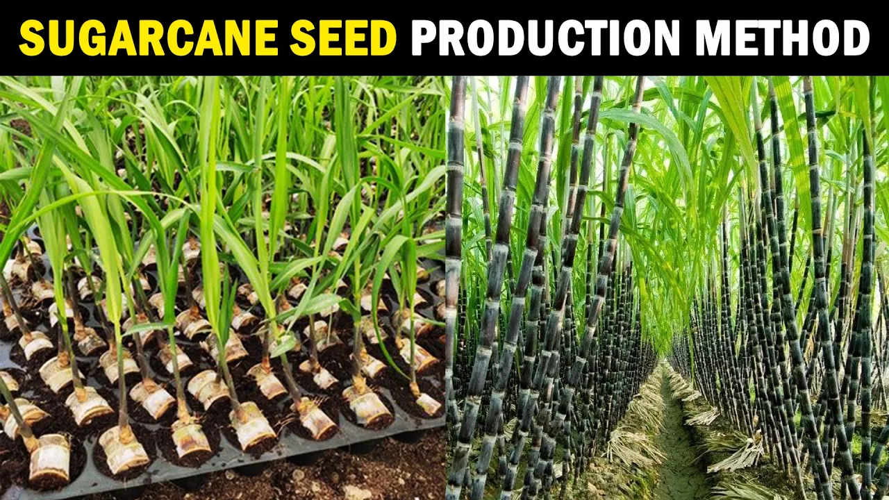Sugarcane Seed Production | Sugarcane Planting Methods | Sugarcane Farming / Sugarcane Cultivation