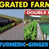 Integrated Farming | Integrated FISH and TURMERIC/GINGER Farming