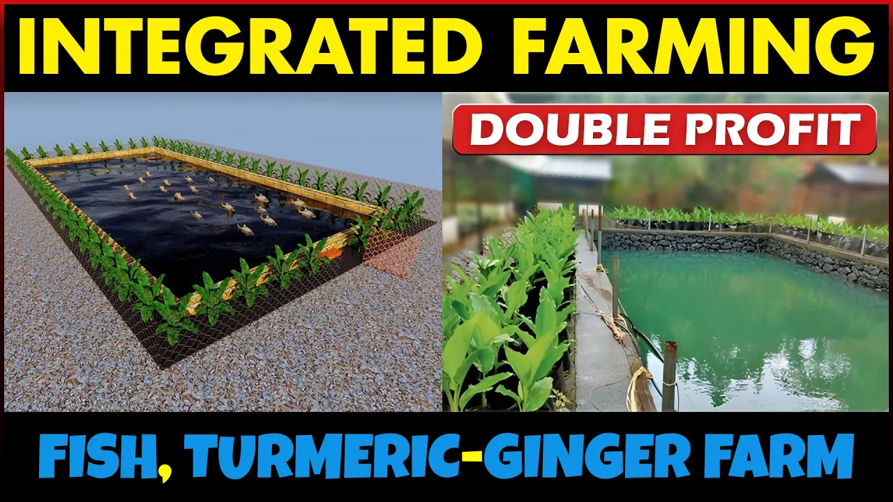 Integrated FISH and TURMERIC/GINGER Farming
