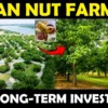 Pecan Nut Farming