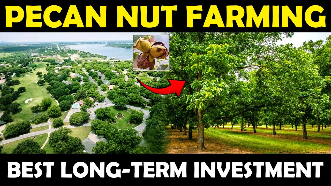 Pecan Nut Farming | Pecan Nut Cultivation | Growing Pecan Nut Trees For Long-Term Farming Business